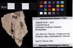 Foto (Objket + Etiketten) von Culmenformosa sp. 